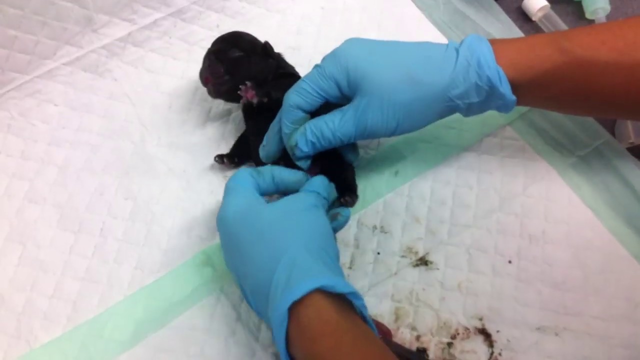 Ligature et Section du cordon ombilical chez un nouveauné au CRECS Vetreproduction