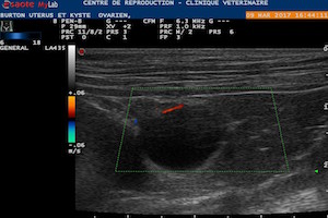 Lire la suite à propos de l’article Drainage échoguidé d’un kyste ovarien au CRECS chez une chienne infertile