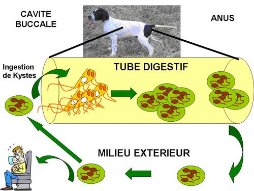 Les protozoaires paraziták de l homme Féreg kezelés Murmanszk