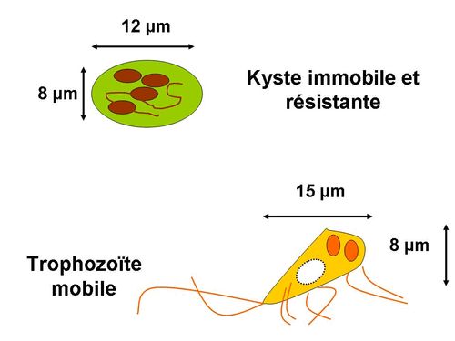 Hogyan nyilvánul meg a giardiasis felnőttekben