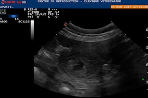 Lire la suite à propos de l’article Infertilité chez la femelle (chienne et chatte) : échec de saillie/insémination, non gestation, arrêt de gestation précoce, avortement tardif