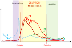 Lire la suite à propos de l’article Insuffisance lutéale (hypo-progestéronémie gestationnelle) chez la chienne