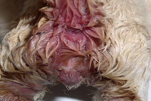 Lire la suite à propos de l’article Parvovirose (Parvovirus) en élevage canin