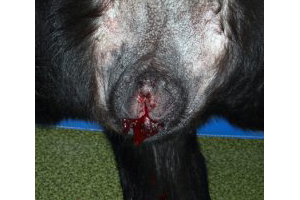 Lire la suite à propos de l’article Pertes de sang à la vulve chez une chienne Labrador