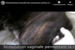 Lire la suite à propos de l’article Stimulation manuelle des contractions lors de mise bas atonique (réflexe de Ferguson) – vidéo au CRECS