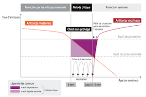 Lire la suite à propos de l’article Système immunitaire (et période critique)